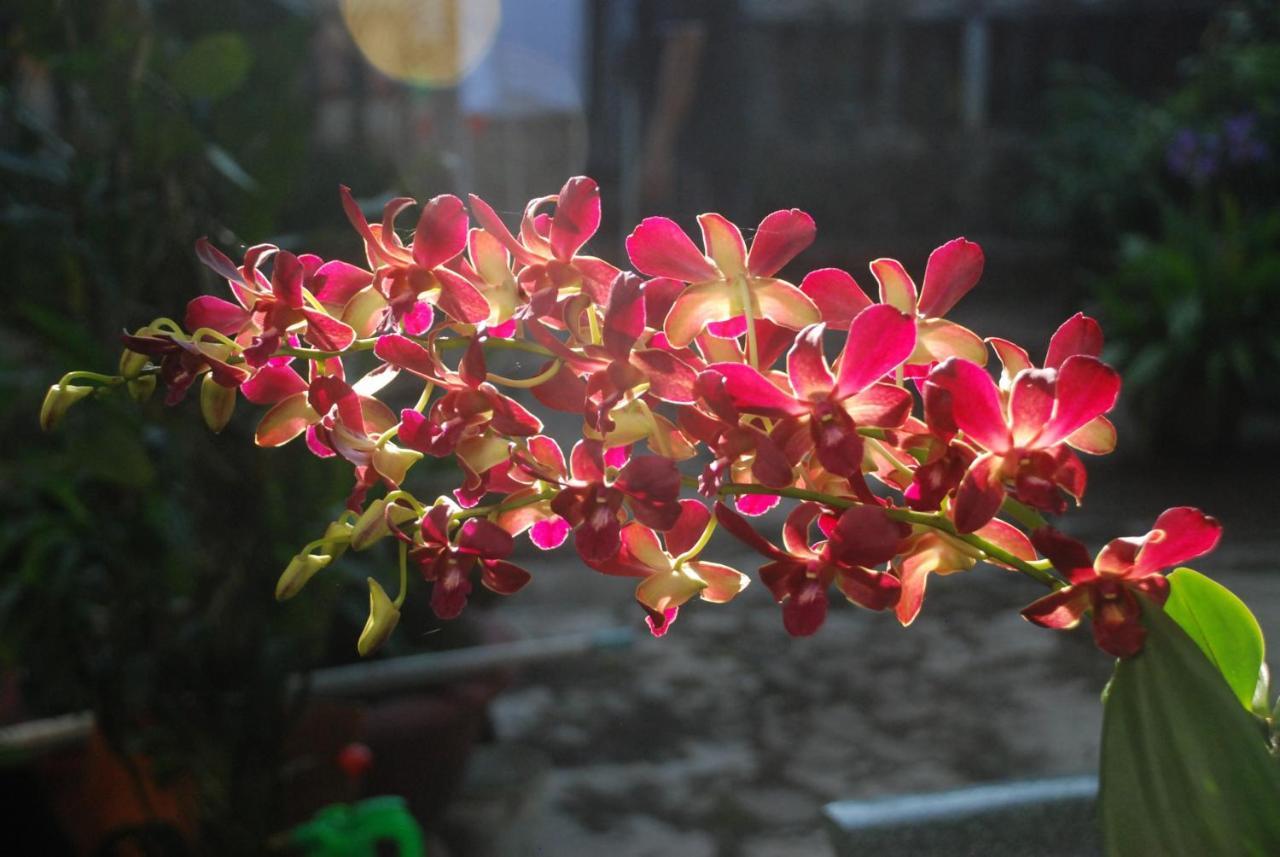 Villa Orchid Garden Riverside Hội An Kültér fotó
