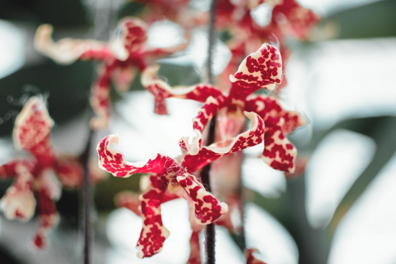 Villa Orchid Garden Riverside Hội An Kültér fotó