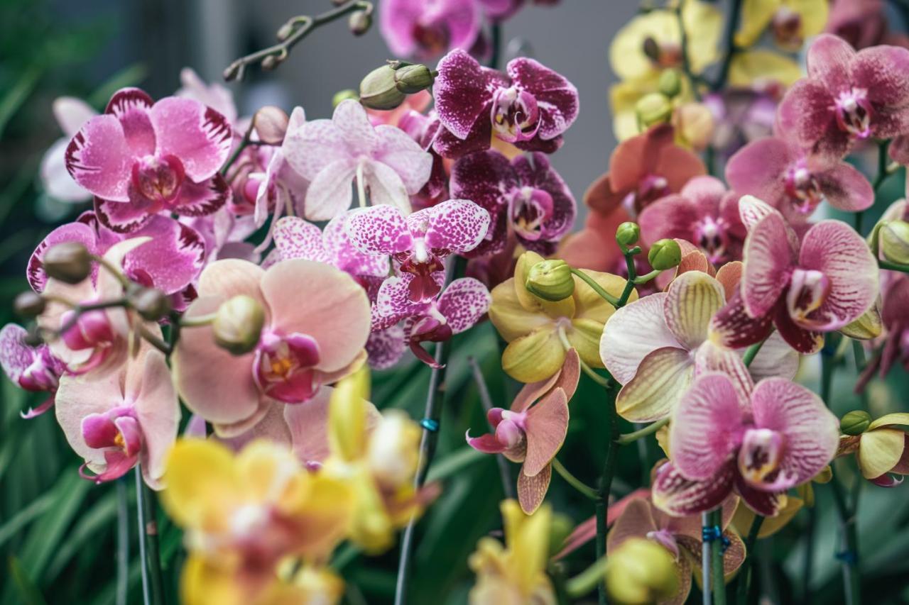 Villa Orchid Garden Riverside Hội An Kültér fotó