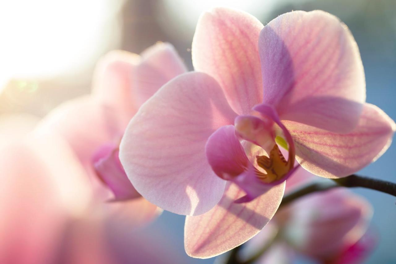 Villa Orchid Garden Riverside Hội An Kültér fotó